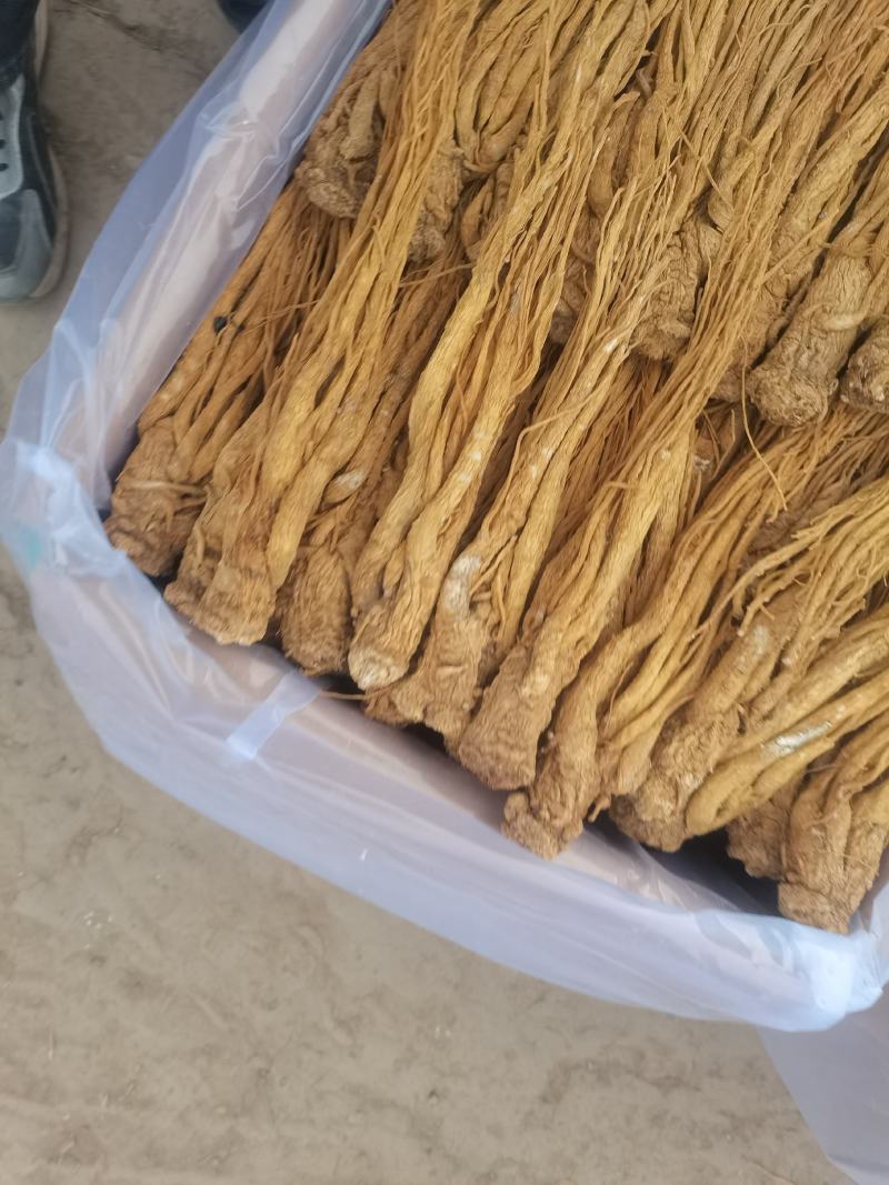 岷县水洗黄当归大量供应产地直发质量保证全国发货