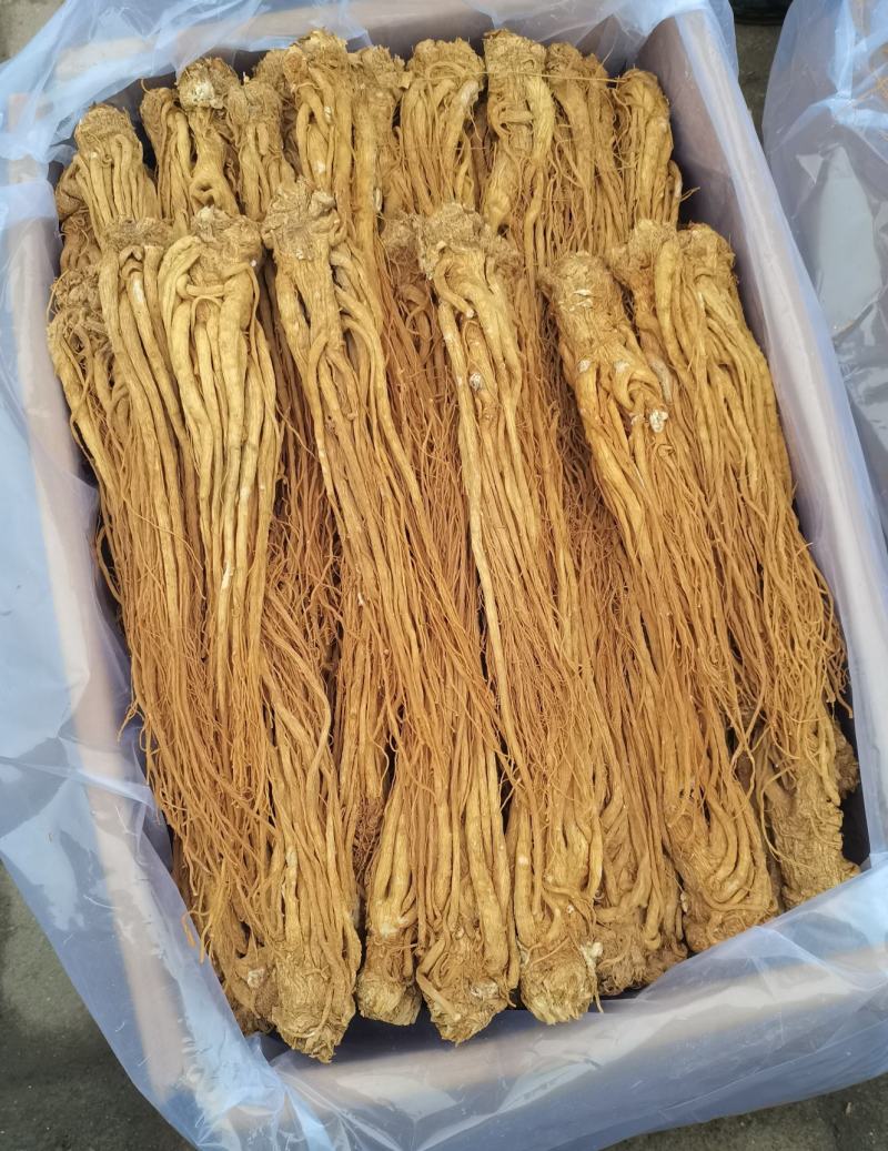 岷县水洗黄当归大量供应产地直发质量保证全国发货