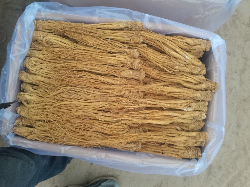 岷县水洗黄当归大量供应产地直发质量保证全国发货