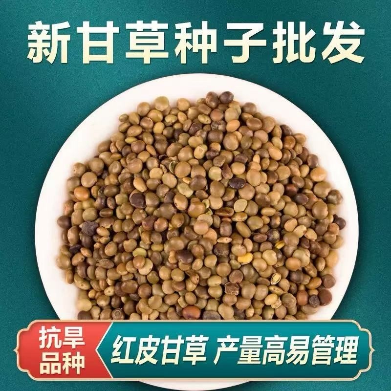 甘草种子纯新采收红皮甘草籽耐寒耐干旱适应能力强