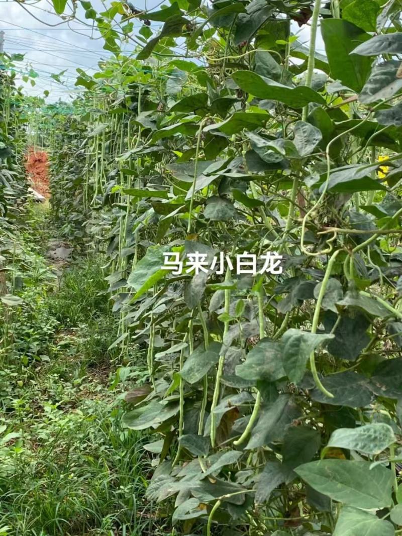 白条豆角种子发芽率高品质保证量大价优欢迎来电咨询