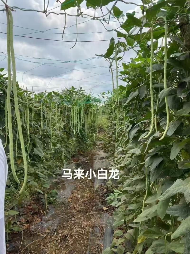 白条豆角种子发芽率高品质保证量大价优欢迎来电咨询