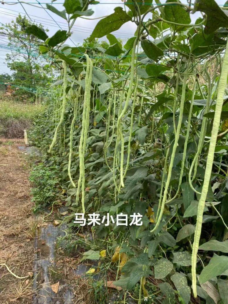 白条豆角种子发芽率高品质保证量大价优欢迎来电咨询