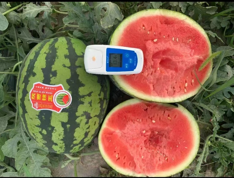 陕西西瓜/蒲城甜王/陕西西瓜/精品甜王/质量三包
