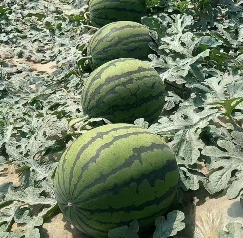 陕西西瓜/蒲城甜王/陕西西瓜/精品甜王/质量三包