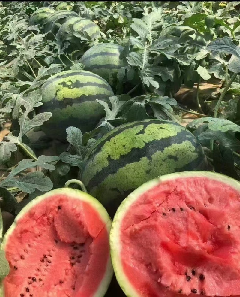 陕西西瓜/蒲城甜王/陕西西瓜/精品甜王/质量三包