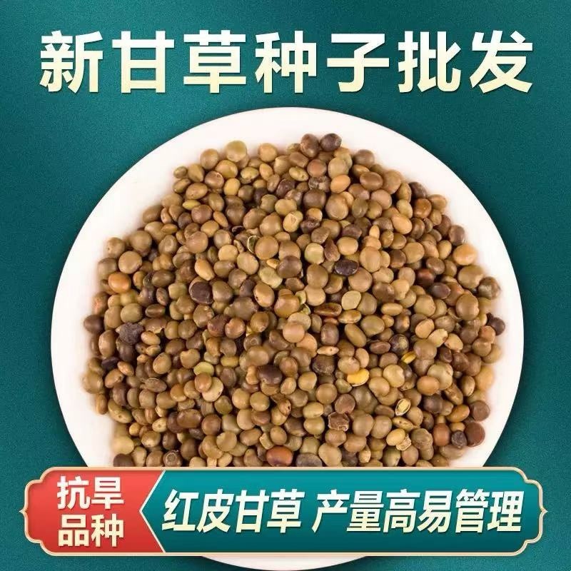 甘草种子纯新采收红皮甘草籽耐寒耐干旱适应能力强