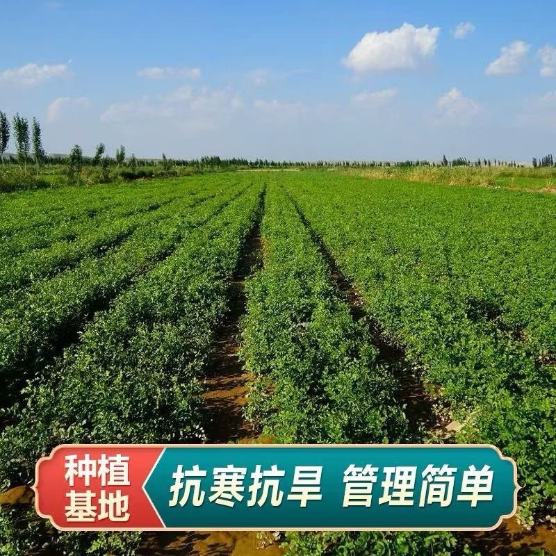 甘草种子纯新采收红皮甘草籽耐寒耐干旱适应能力强