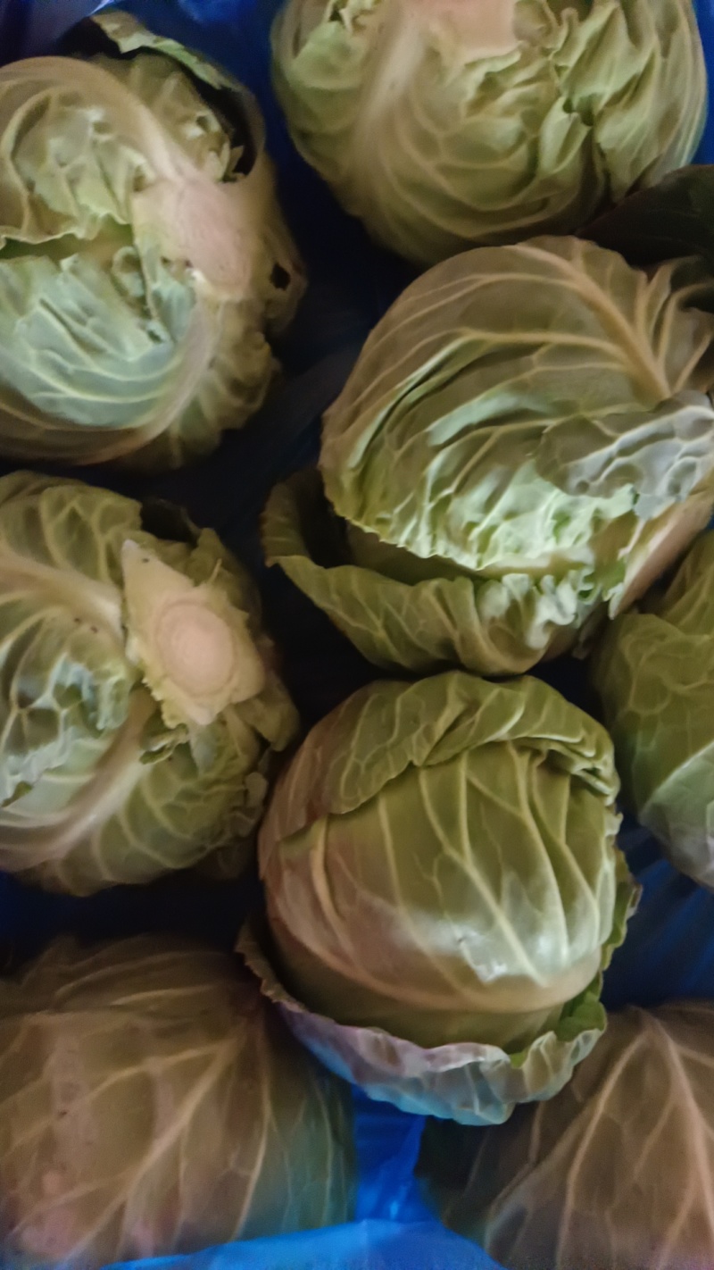 精品平包菜甘蓝产地直发品质保证量大从优欢迎联系