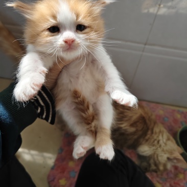 这只猫咪非常聪明，喜欢和人互动，希望能找到一个有耐心的主