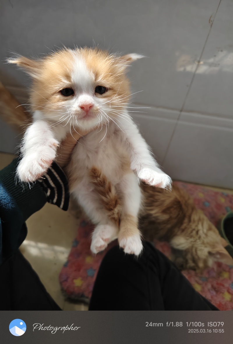 这只猫咪非常聪明，喜欢和人互动，希望能找到一个有耐心的主