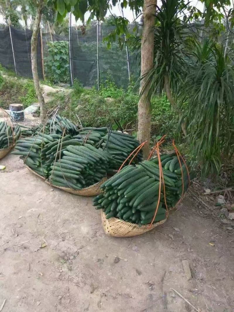 黄瓜种子出售顺直把短耐高温厂家直发品质保证