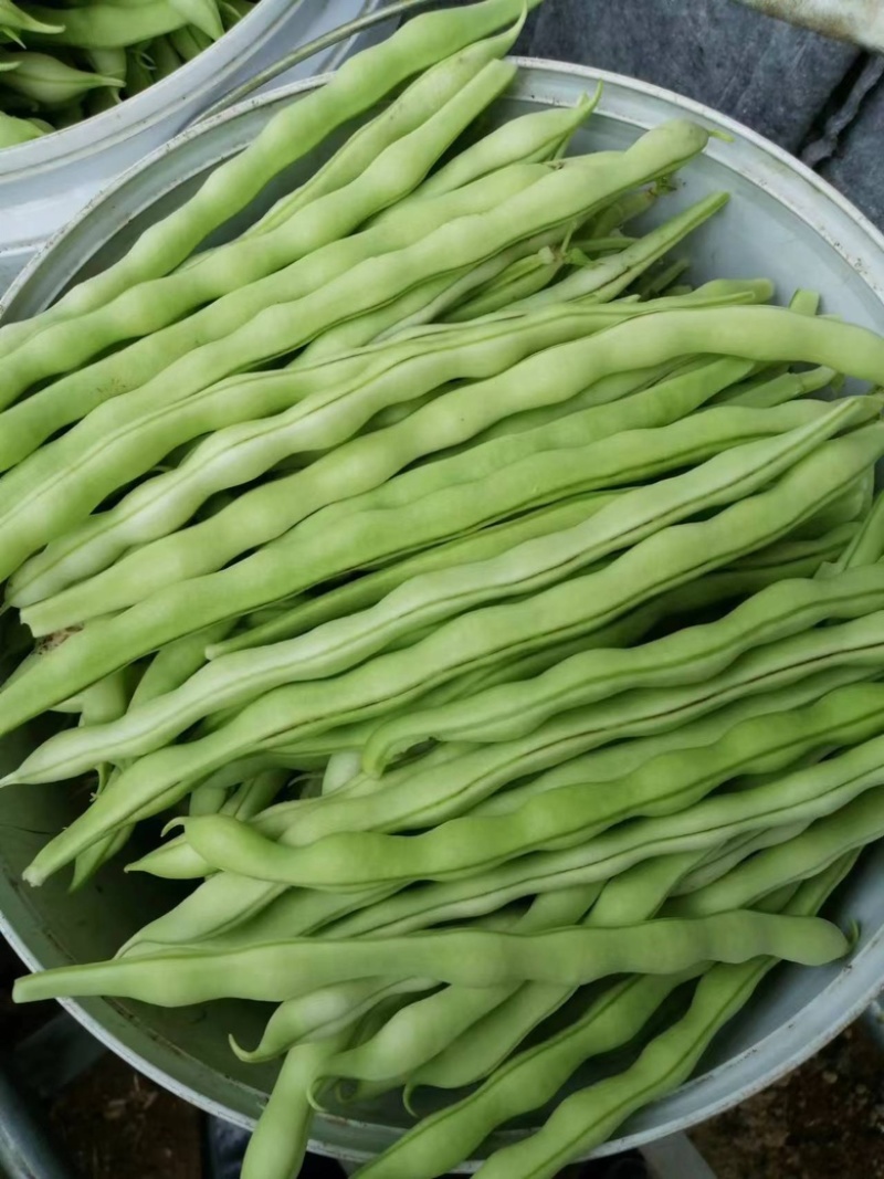 山东九粒白芸豆，货品质量保证，品质佳，规格全，欢迎咨询