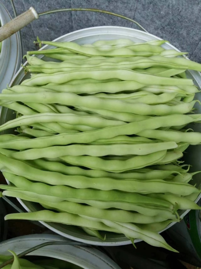 山东九粒白芸豆，货品质量保证，品质佳，规格全，欢迎咨询