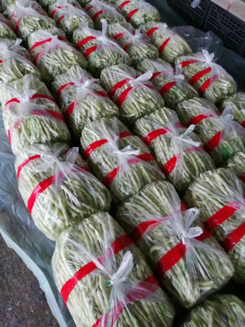 山东九粒白芸豆，货品质量保证，品质佳，规格全，欢迎咨询