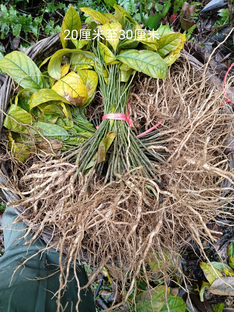 黄花倒水莲苗