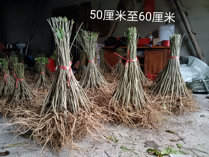 黄花倒水莲苗
