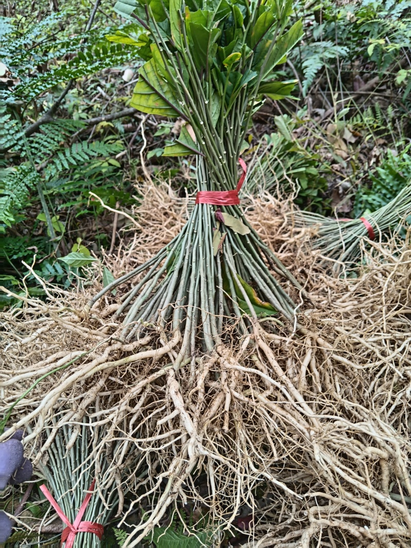 黄花倒水莲苗