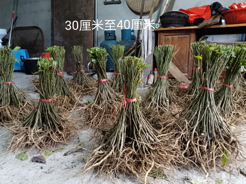 黄花倒水莲苗