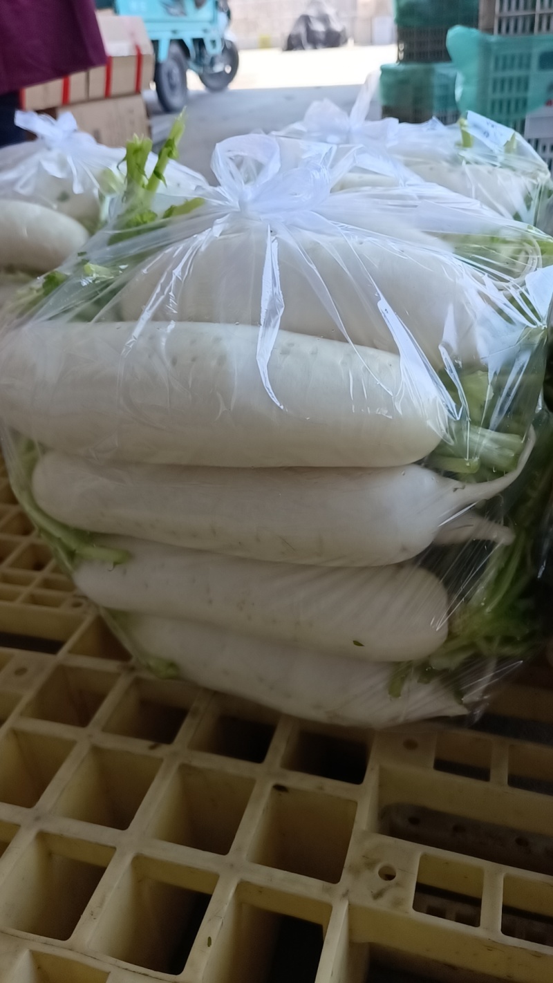 长白萝卜
