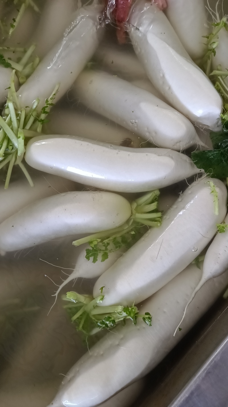 长白萝卜