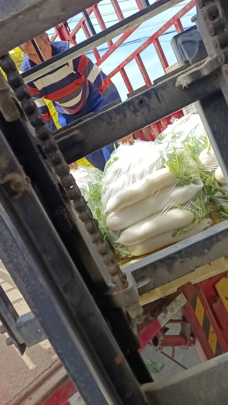 长白萝卜