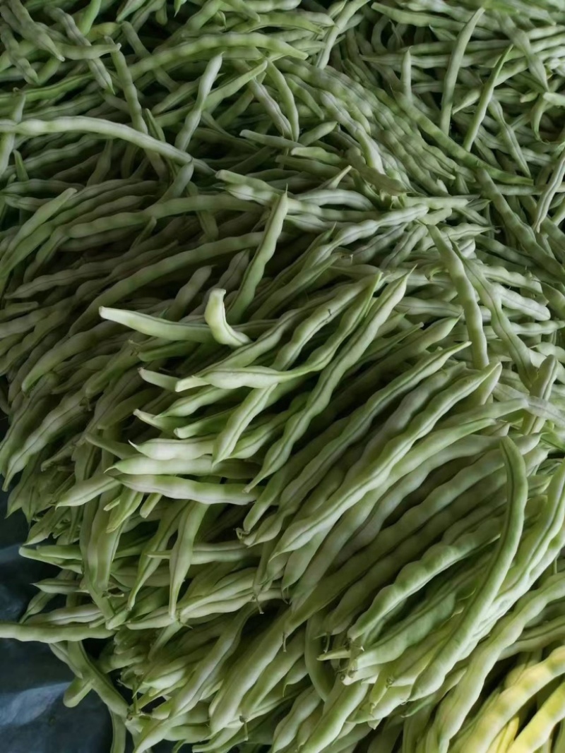 山东九粒白芸豆，大量上市，品质优良，规格齐全，欢迎咨询