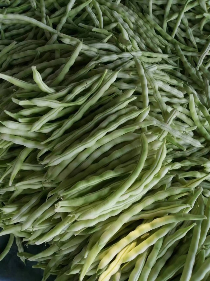 山东九粒白芸豆，大量上市，品质优良，规格齐全，欢迎咨询