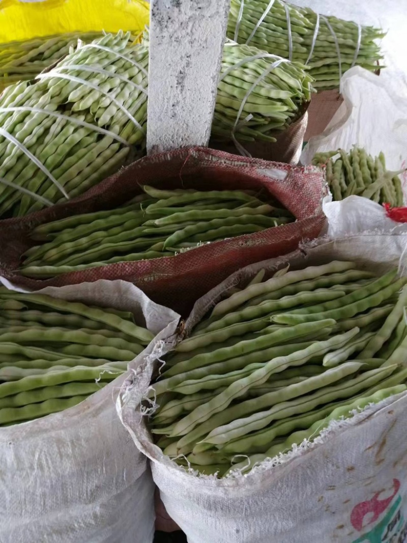 山东九粒白芸豆，大量上市，品质优良，规格齐全，欢迎咨询
