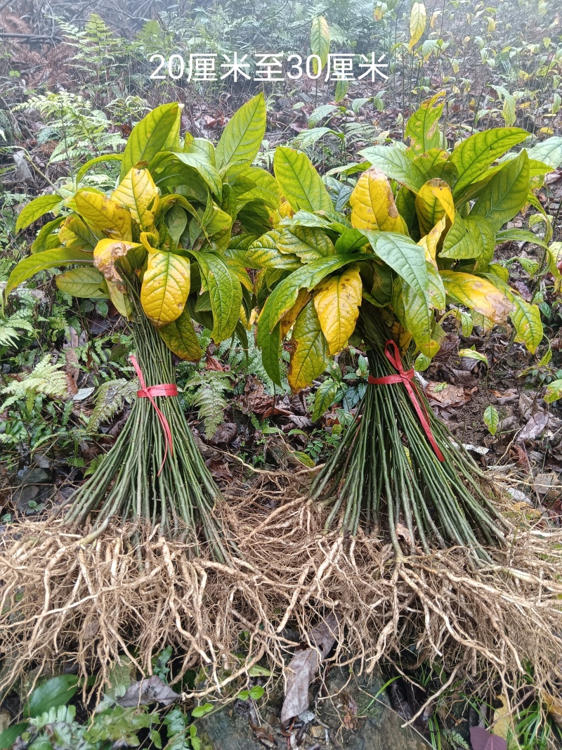黄花倒水莲苗