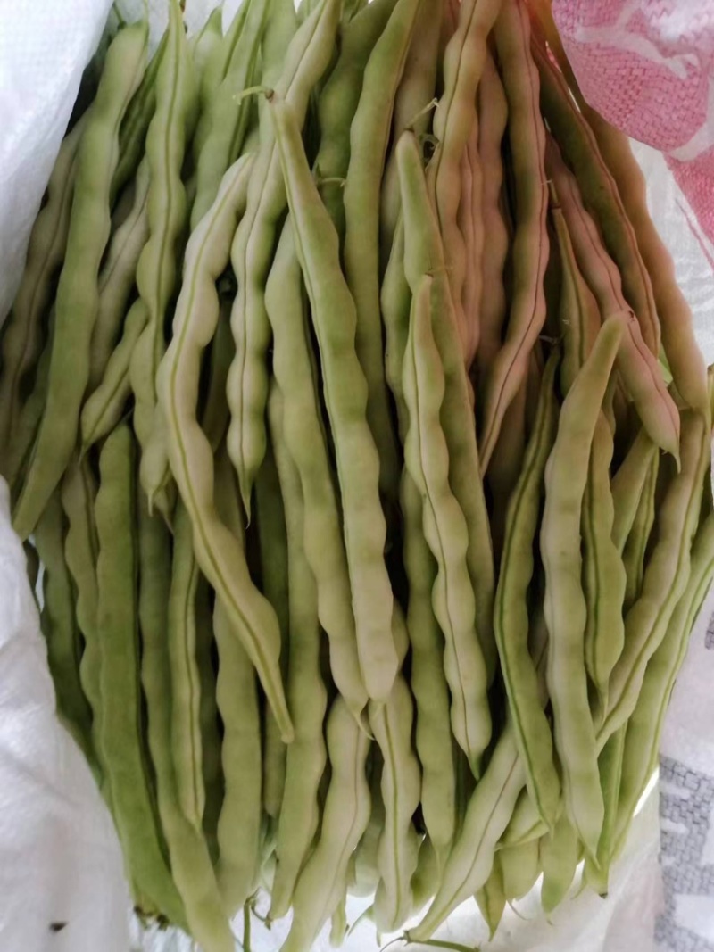山东九粒白芸豆，大量上市，品质优良，规格齐全，欢迎咨询