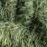 山东九粒白芸豆，大量上市，品质优良，规格齐全，欢迎咨询