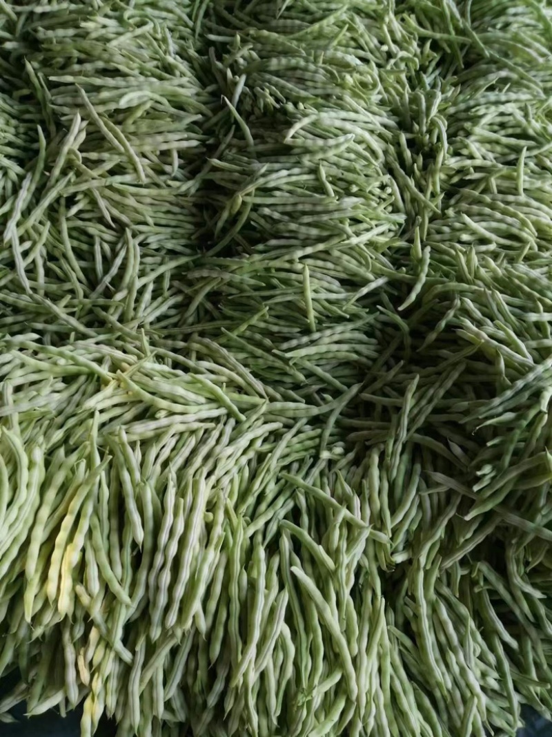 山东九粒白芸豆，大量上市，品质优良，规格齐全，欢迎咨询