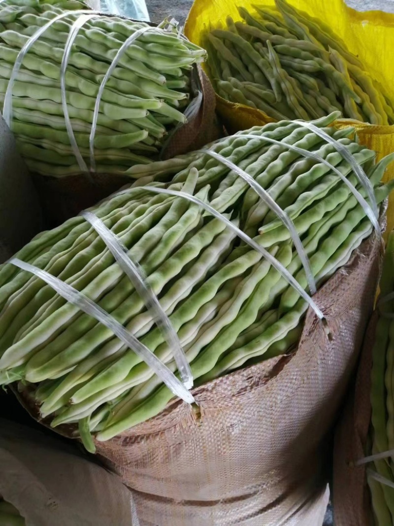 山东九粒白芸豆，大量上市，品质优良，规格齐全，欢迎咨询