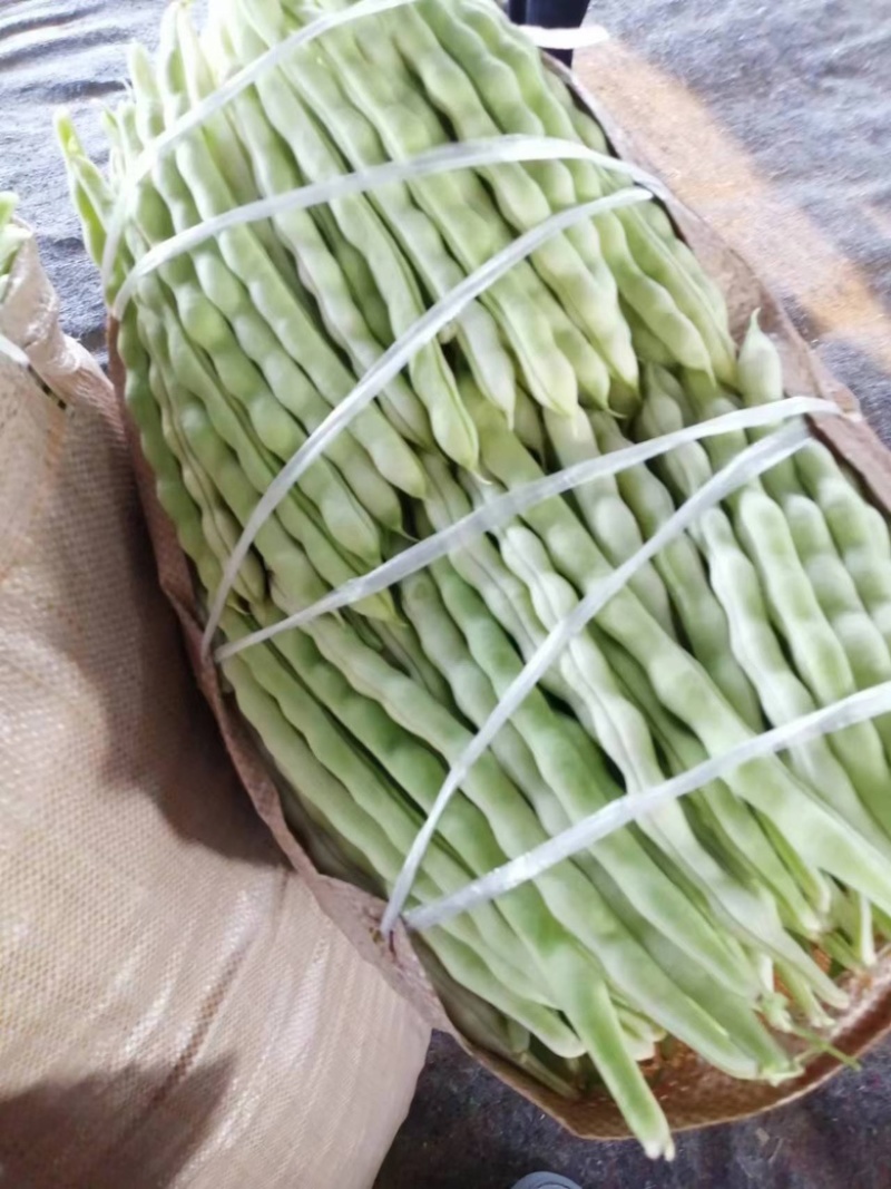 山东九粒白芸豆，大量上市，品质优良，规格齐全，欢迎咨询
