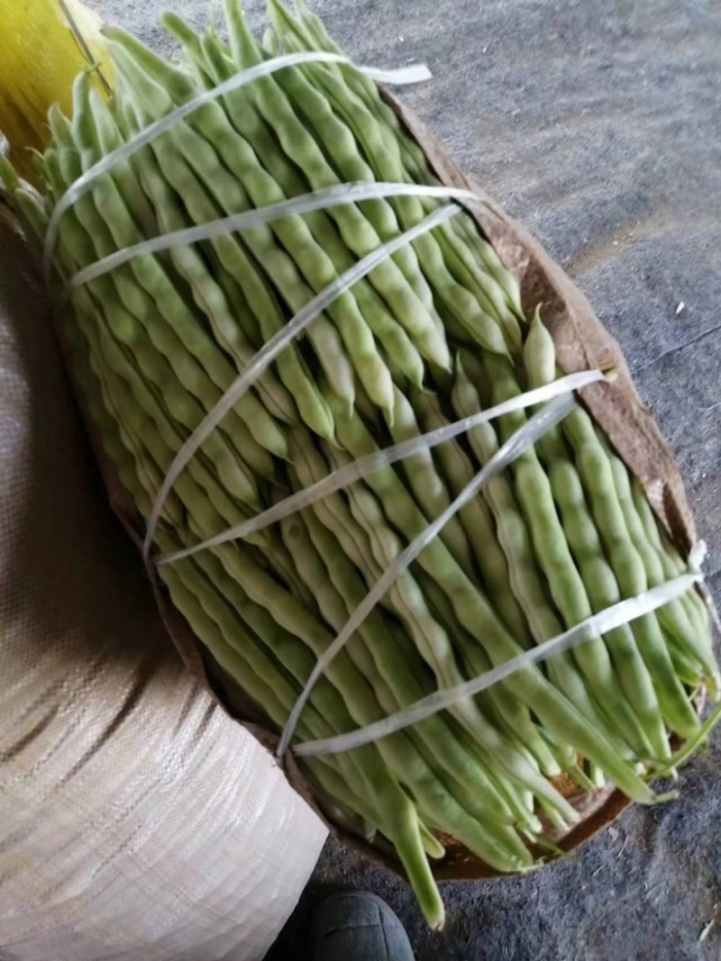 山东九粒白芸豆，大量上市，品质优良，规格齐全，欢迎咨询