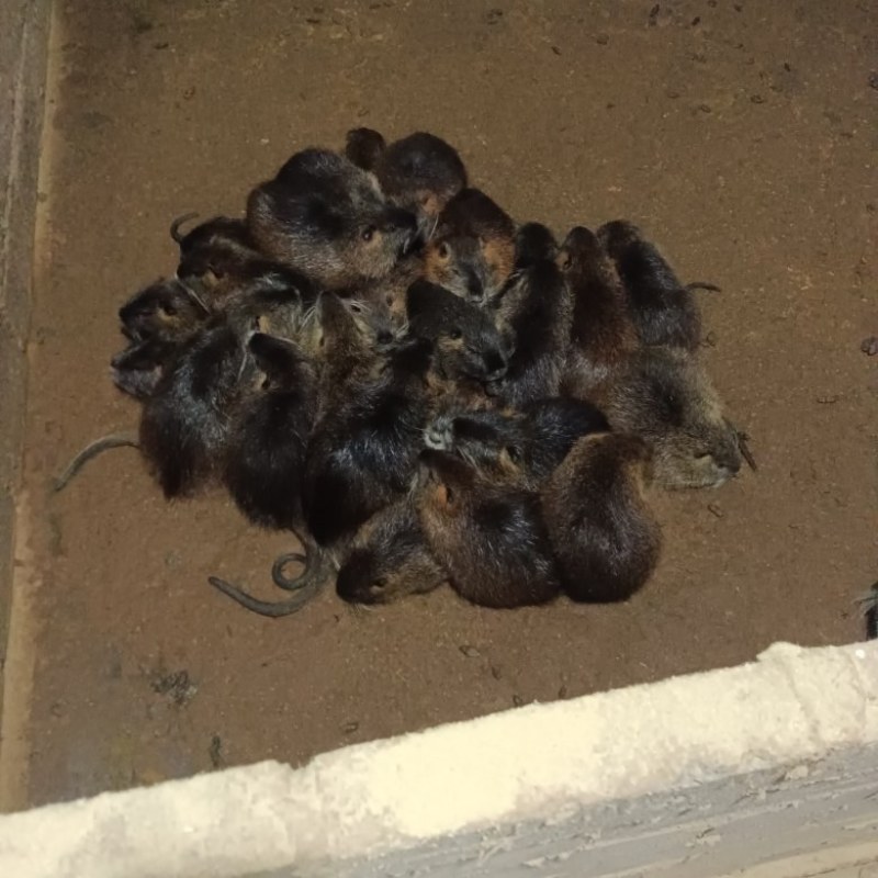 海狸鼠宠物鼠