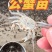 螃蟹苗精品螃蟹苗大小规格种类都有成活率高提供技术指导