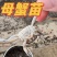 螃蟹苗精品螃蟹苗大小规格种类都有成活率高提供技术指导