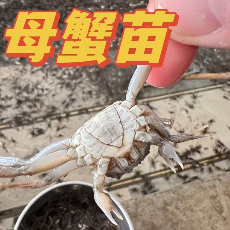 螃蟹苗精品螃蟹苗大小规格种类都有成活率高提供技术指导