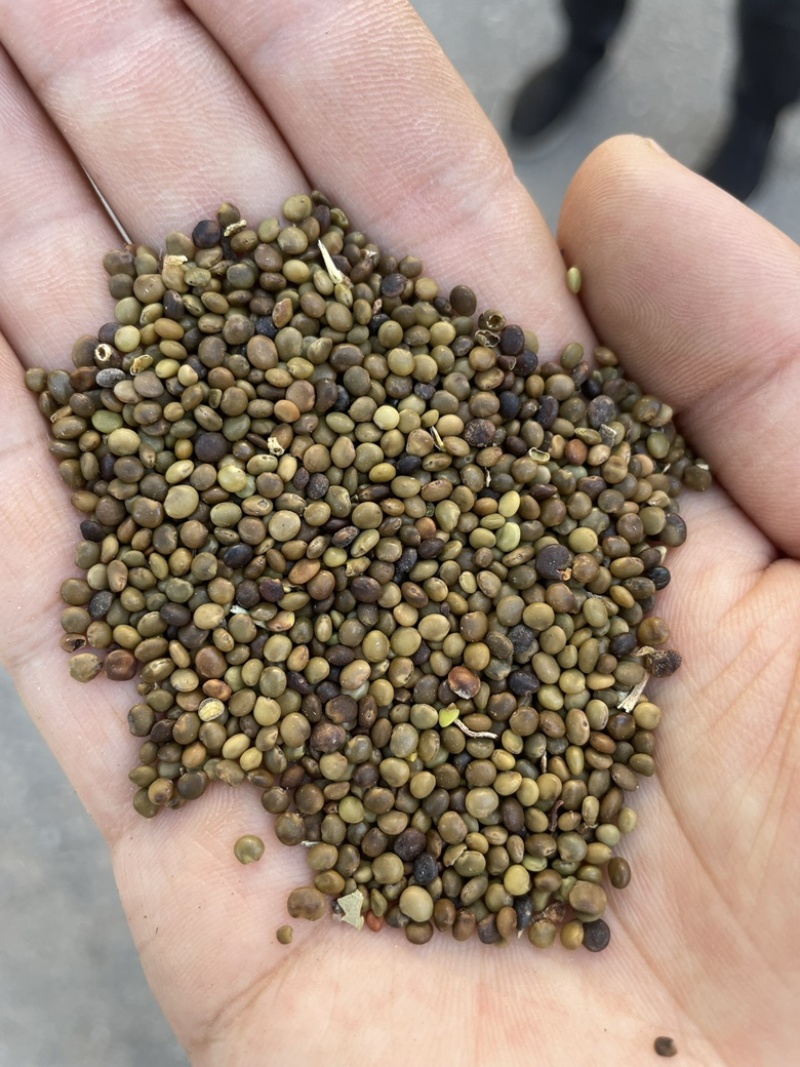 甘草种子高含量红皮甘草籽耐寒耐旱易管理