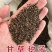甘草种子高含量红皮甘草籽耐寒耐旱易管理