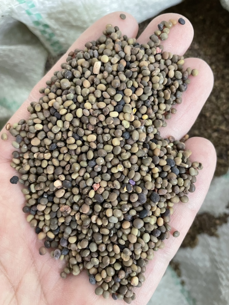 甘草种子高含量红皮甘草籽耐寒耐旱易管理