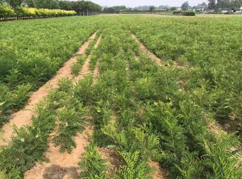 甘草种子高含量红皮甘草籽耐寒耐旱易管理