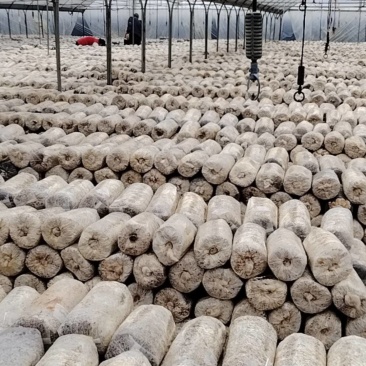 菌包松茸菌，产地发货，一手货源，欢迎新老客户合作量大优惠