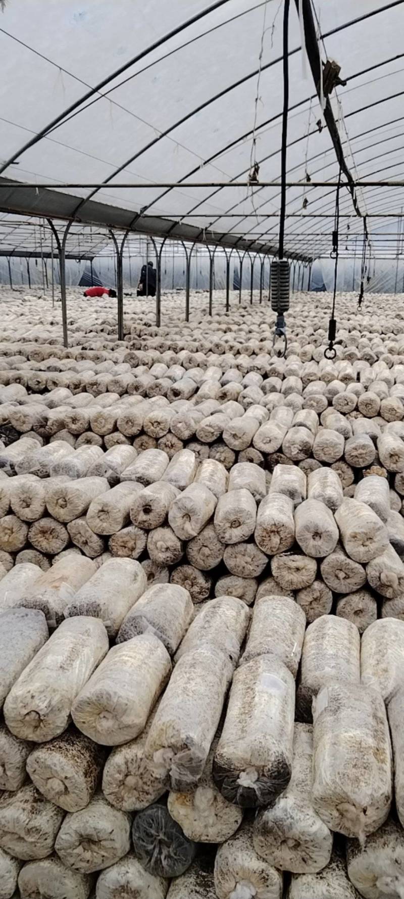 菌包松茸菌，产地发货，一手货源，欢迎新老客户合作量大优惠