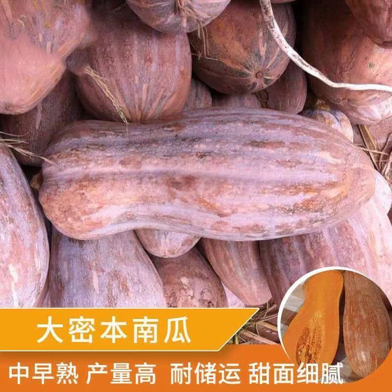 【推荐】蜜本南瓜，产地代发全国，品质保证欢迎采购市场