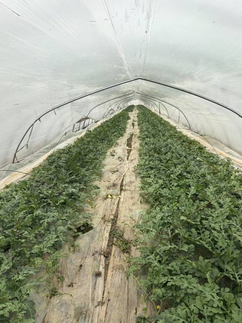 江苏嘉年华五号西瓜大量供应产地直发品质保证价格优惠
