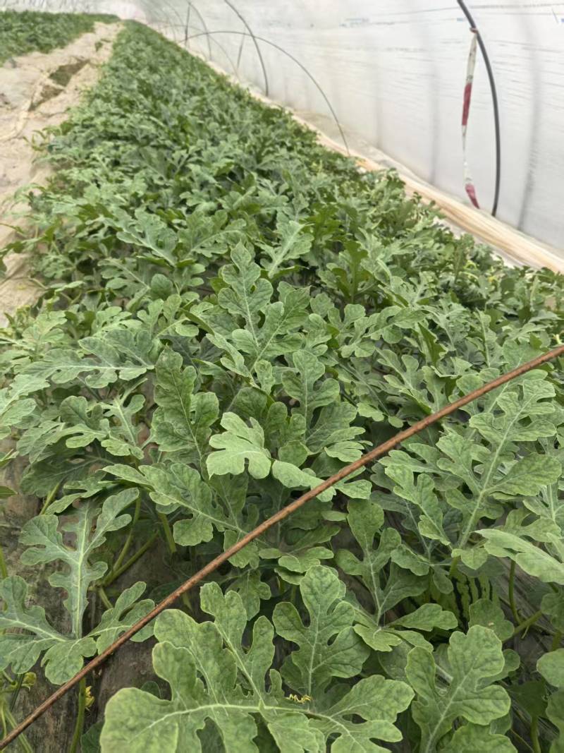江苏嘉年华五号西瓜大量供应产地直发品质保证价格优惠