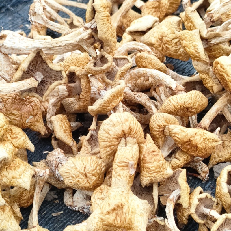 滑子菇